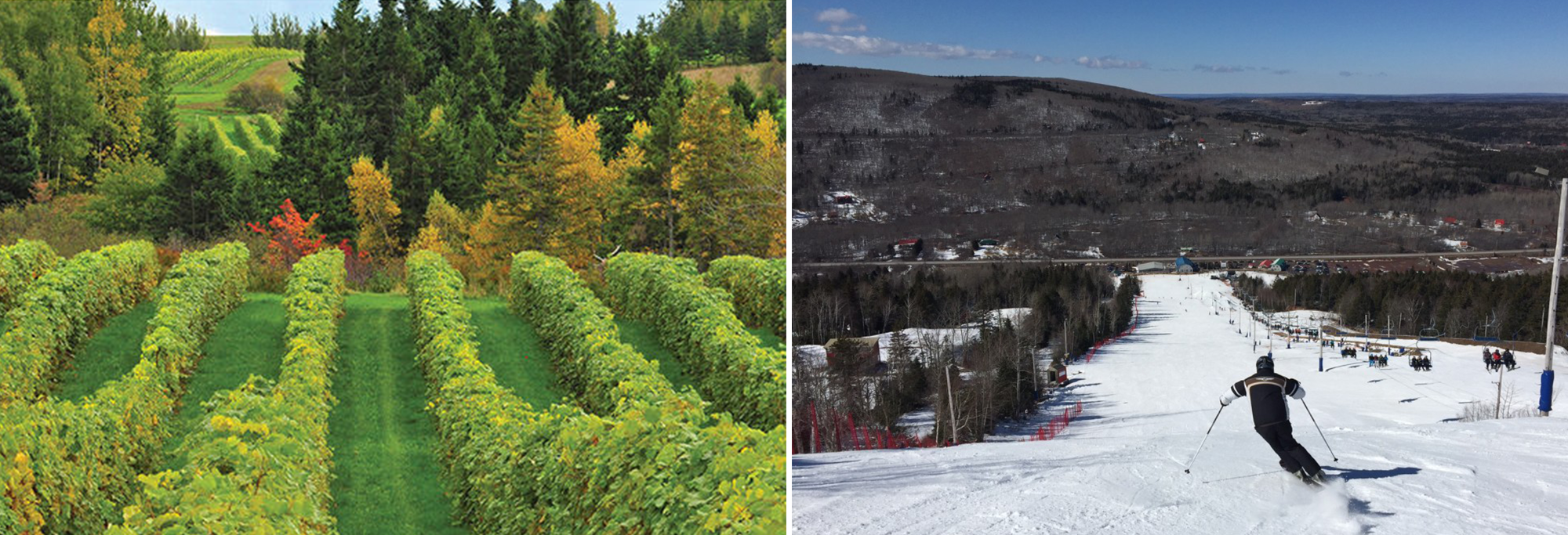 Vineyards, Skiing